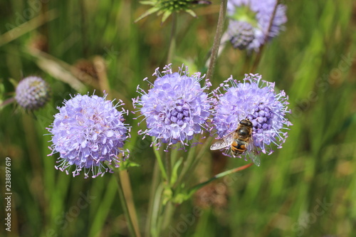 Jasione montana sheep's bit blue daisy flower in bloom bumblebee meadow close up