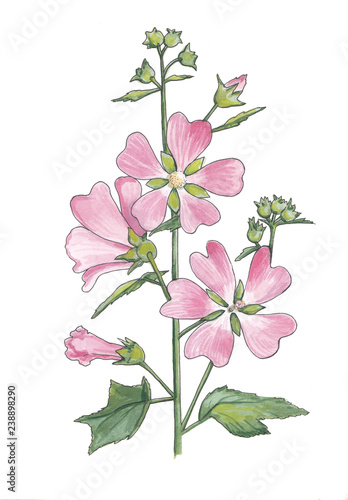 Watercolor illustration of pink mallow flowers .