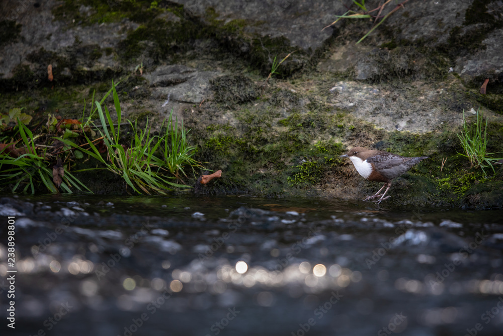 Fototapeta premium White-throated dipper (Cinclus cinclus) sitting on a stone. Diving bird hunting in the water. spring moment from mountain.