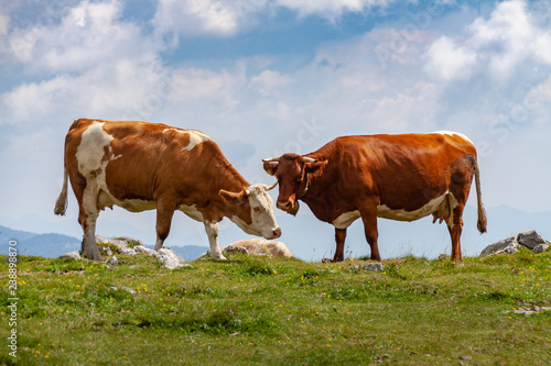 Velika Planina Kühe