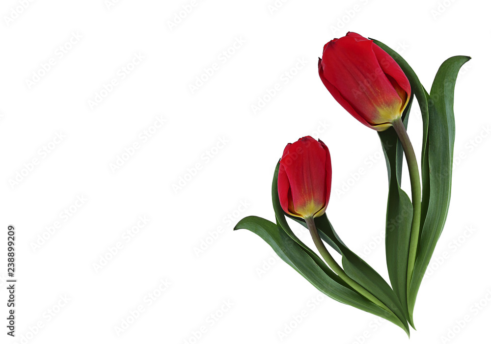 Red tulip flowers, isolated on white background. Hi spring. The concept of the beginning of spring or the end of winter. Red tulip flowers, isolated on white background. Hi spring. The concept of the beginning of spring or the end of winter.