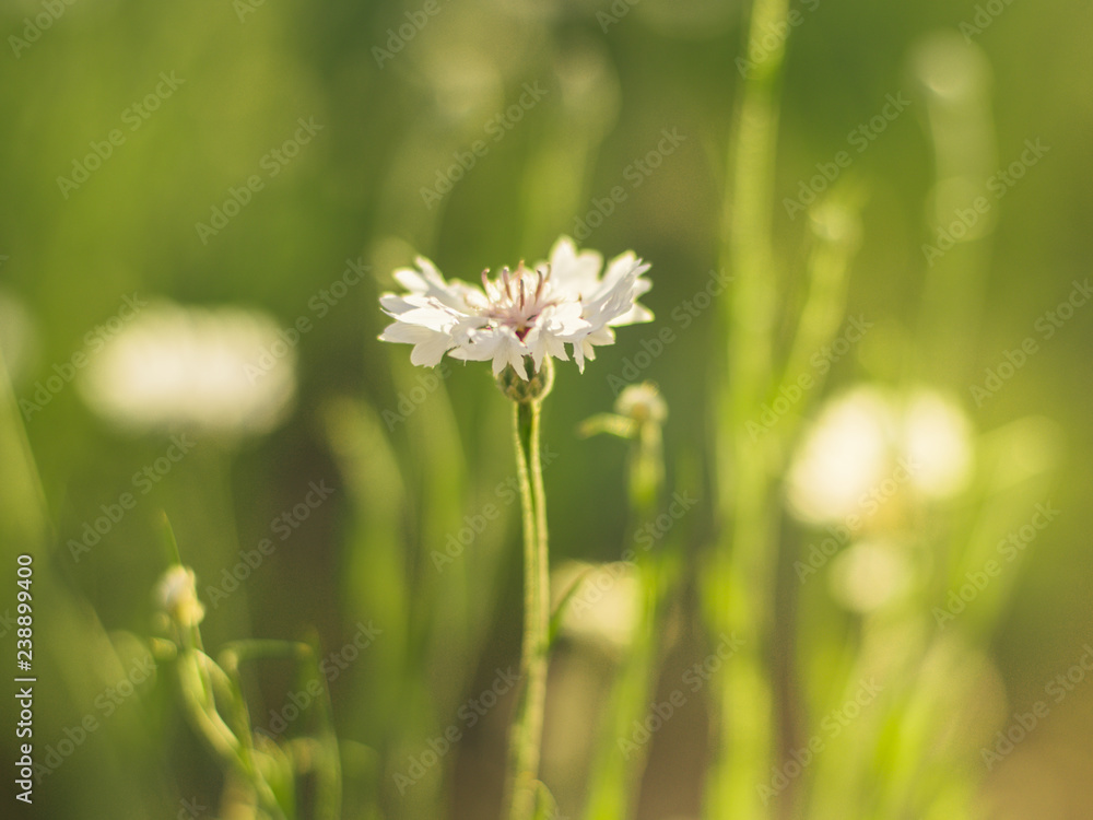 White cornflower flower on a sunny meadow close-up. White cornflower flower on a sunny meadow close-up.