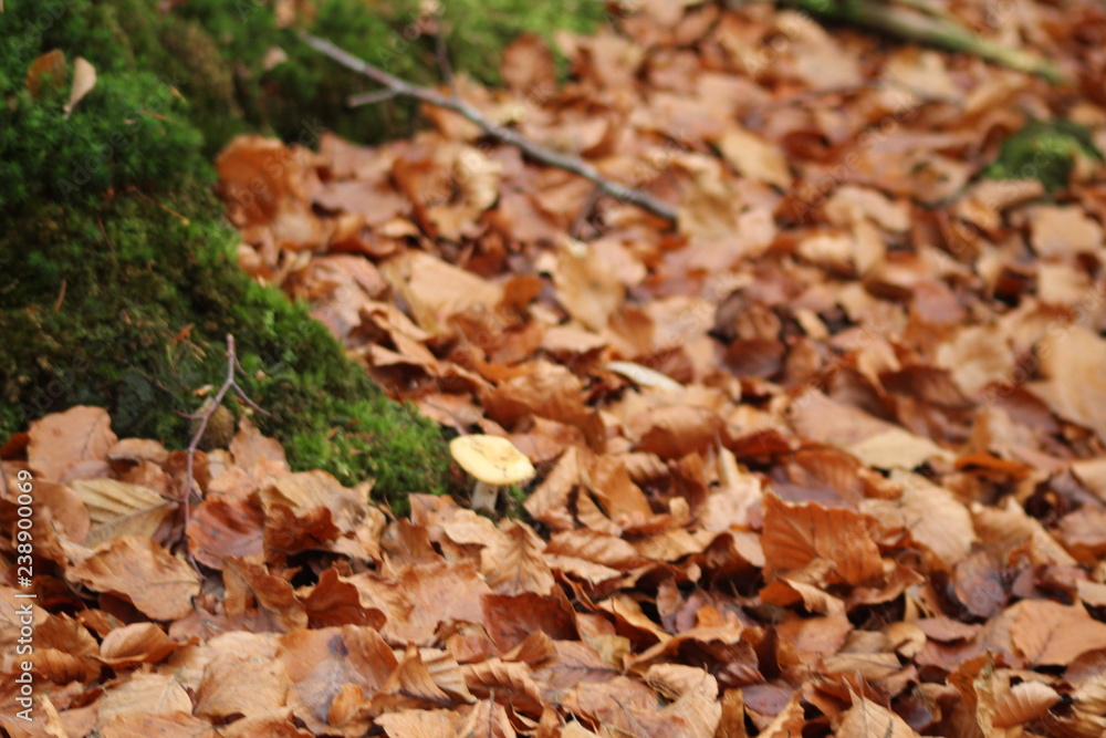 Wild Mushroom Wild Mushroom