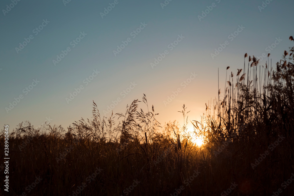 Natural background. Dawn and blue sky in the field. The sun rises over the horizon on a background of grass.