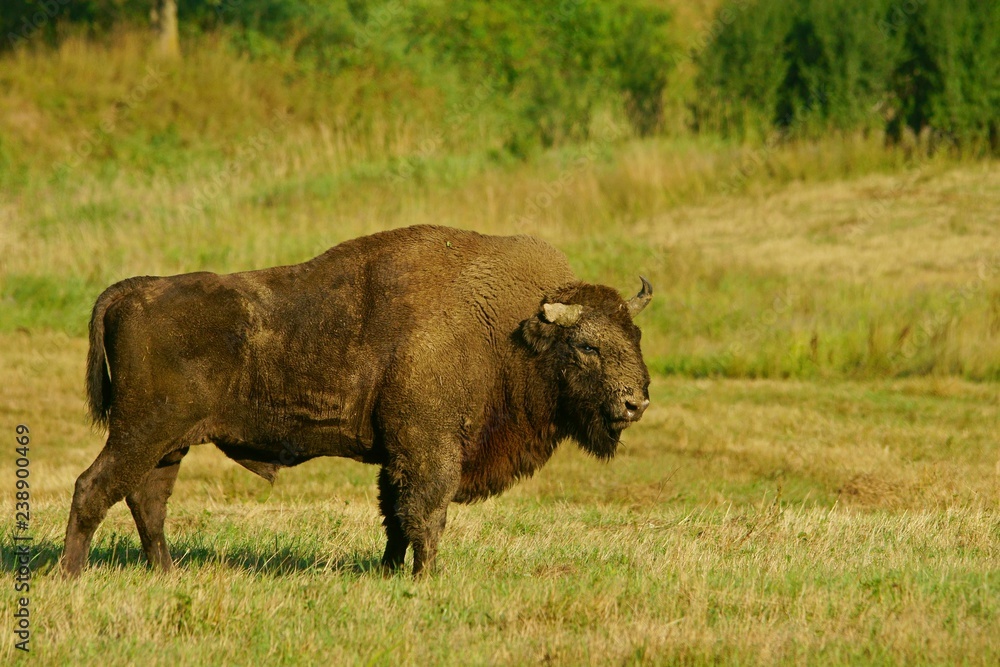 Wisent (Bison bonasus) in the meadow. Bieszczady Mountains. Poland.
