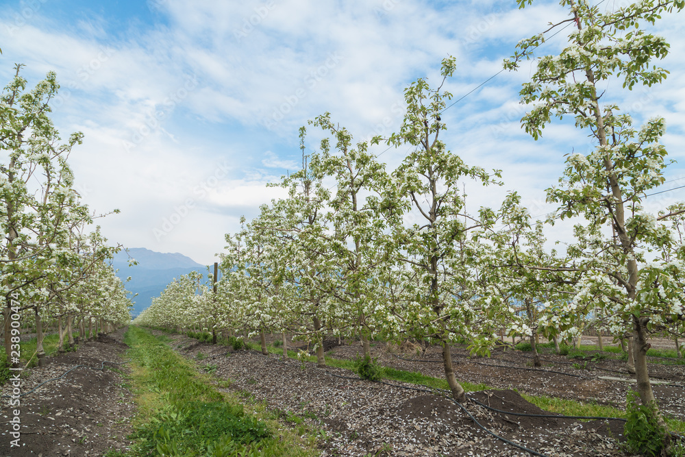 Fototapeta premium Huerto de peral en floración 