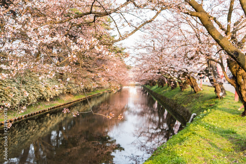 Cherry blossoms at the Hirosaki Castle Park in Hirosaki, Aomori, Japan