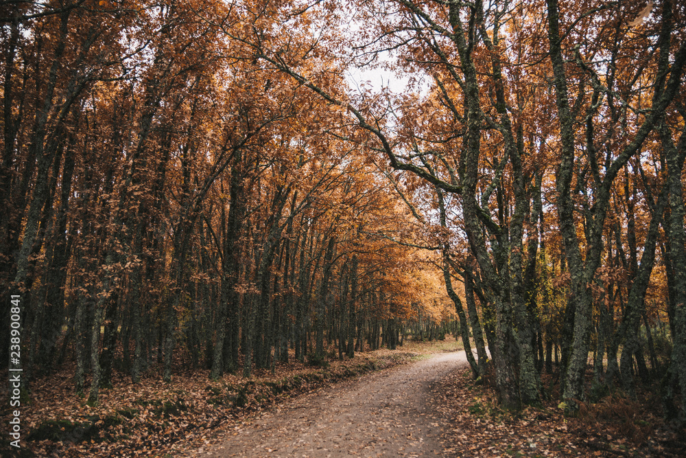 Obraz premium road in the forest