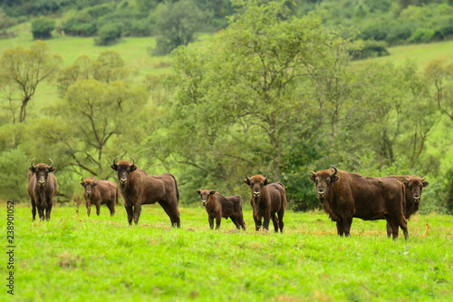 Fototapeta Naklejka Na Ścianę i Meble -  Wisents (Bison bonasus) in the meadow. Bieszczady Mountains. Poland.