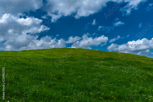 Blick über eine Wiese mit Alpenblumen auf den Himmel