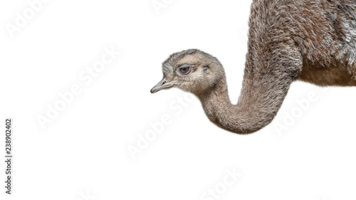 Young and funny Patagonian ostrich Rhea isolated at white background, details, closeup photo