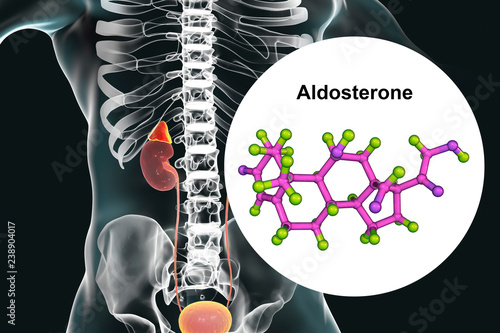 Aldosterone hormone, mineralocorticoid hormone produced by adrenals, 3D illustration photo