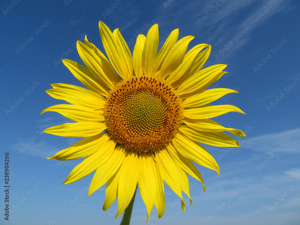 Blooming sunflower on blue sky background Blooming sunflower on blue sky background