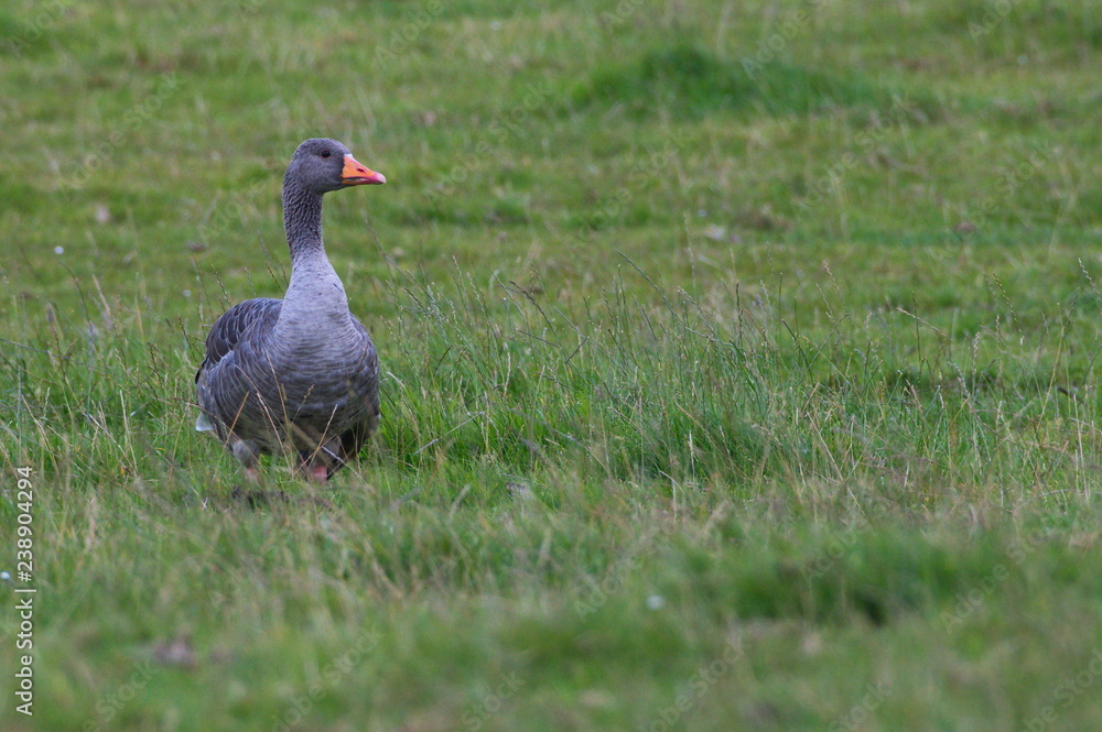 Greylag goose (Anser anser), Orkney, Scotland Greylag goose (Anser anser), Orkney, Scotland