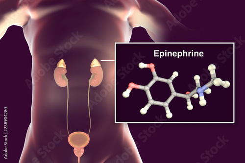 Epinephrine hormone produced by adrenal gland, 3D illustration. It has effect on blood pressure, lypolysis, glycogenolysis photo