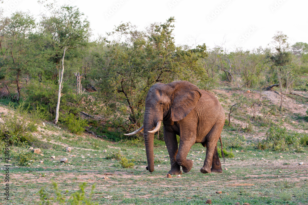 Elephant bull in the south part of the Kruger National Park in South Africa