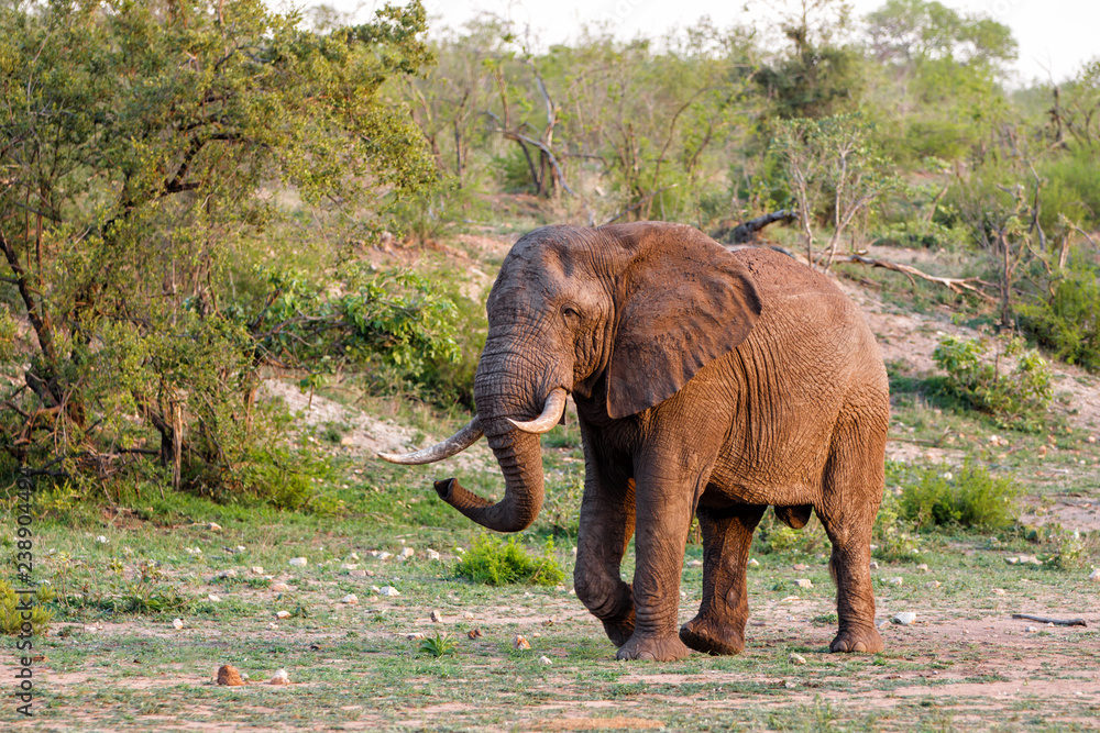 Elephant bull in the south part of the Kruger National Park in South Africa