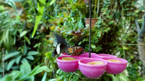 Flying and eating butterflies on pink feeder.
