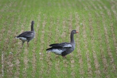 Greylag goose (Anser anser), Orkney, Scotland