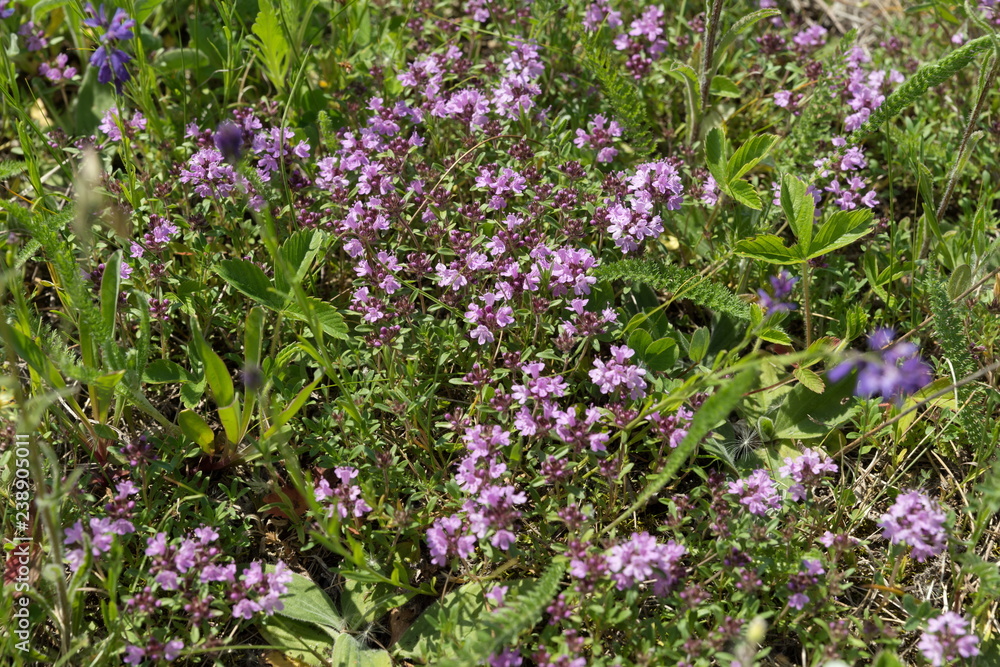 Obraz premium Medicinal shrub thyme plant (Thymus serpyllum) creeping grows on a green meadow in summer.