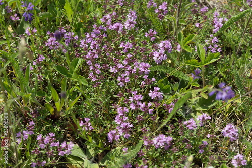 Medicinal shrub thyme plant (Thymus serpyllum) creeping grows on a green meadow in summer.
