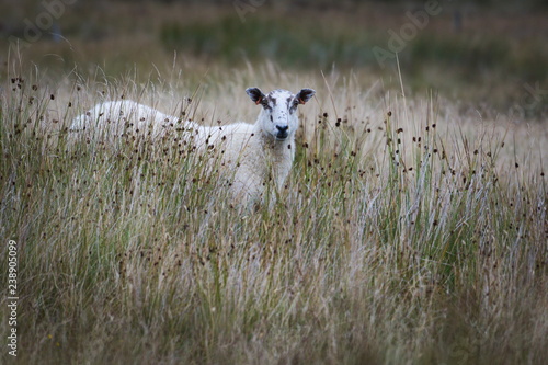 Sheep in field, Orkney, Scotland