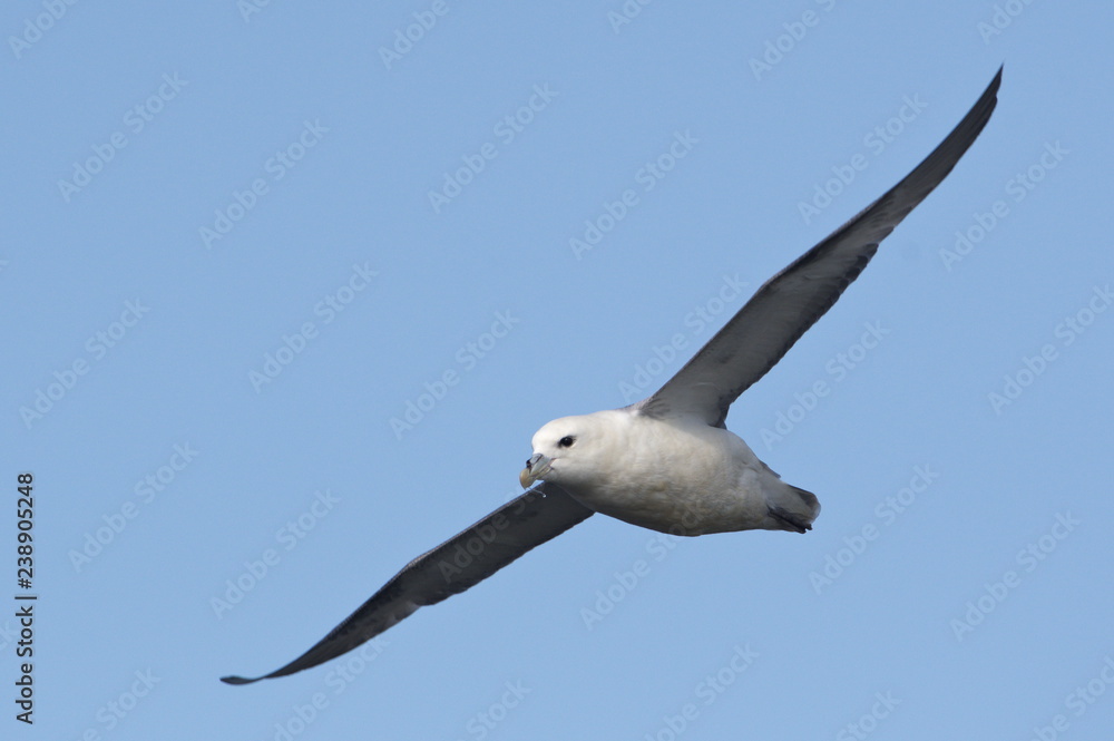 Fulmar in flight, Orkney, Scotland Fulmar in flight, Orkney, Scotland