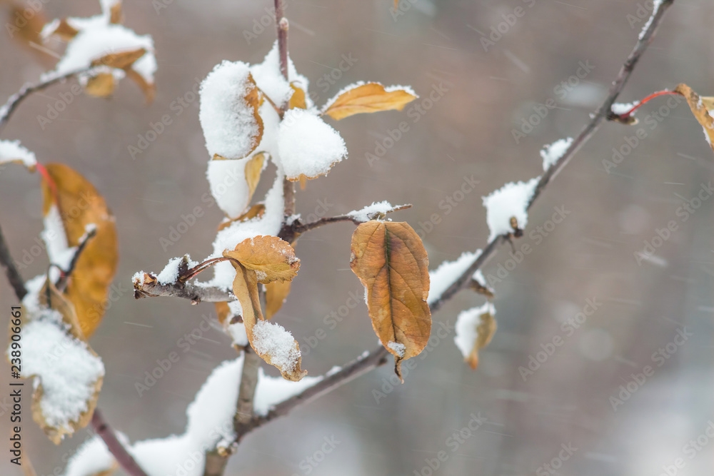 A branch of a tree with dry leaves under the cover of snow in the winter_ A branch of a tree with dry leaves under the cover of snow in the winter_