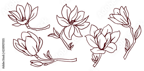 Set of blooming magnolias. Lineart