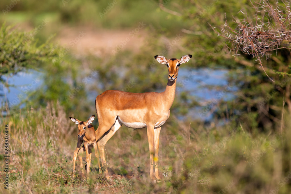 imapala mother and baby at the border of the Sabie River in Kruger National Park in South Africa imapala mother and baby at the border of the Sabie River in Kruger National Park in South Africa