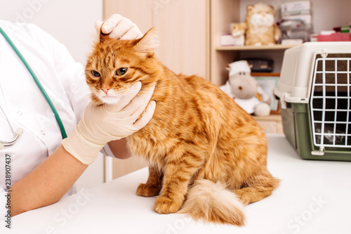 veterinarian doctor with stethoscope checking up cat at vet clinic.