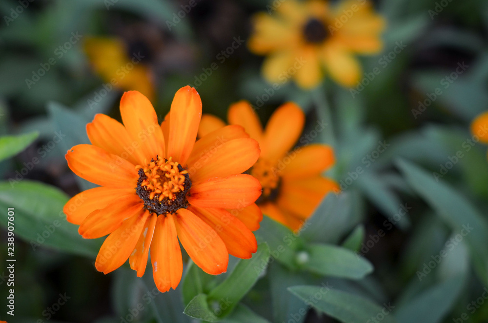 оранжевый, цветок, цветы,orange, flower, flowers, оранжевый, цветок, цветы,orange, flower, flowers,