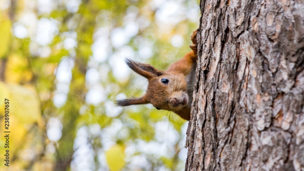 Beautiful Squirrel close up sits on the tree, Tomsk Beautiful Squirrel close up sits on the tree, Tomsk