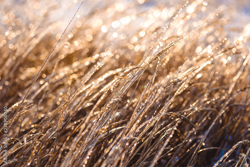 Fototapeta premium Frozen beautiful plants covered with icicles in sunlight. Winter background. Selective focus. Shallow depth of field