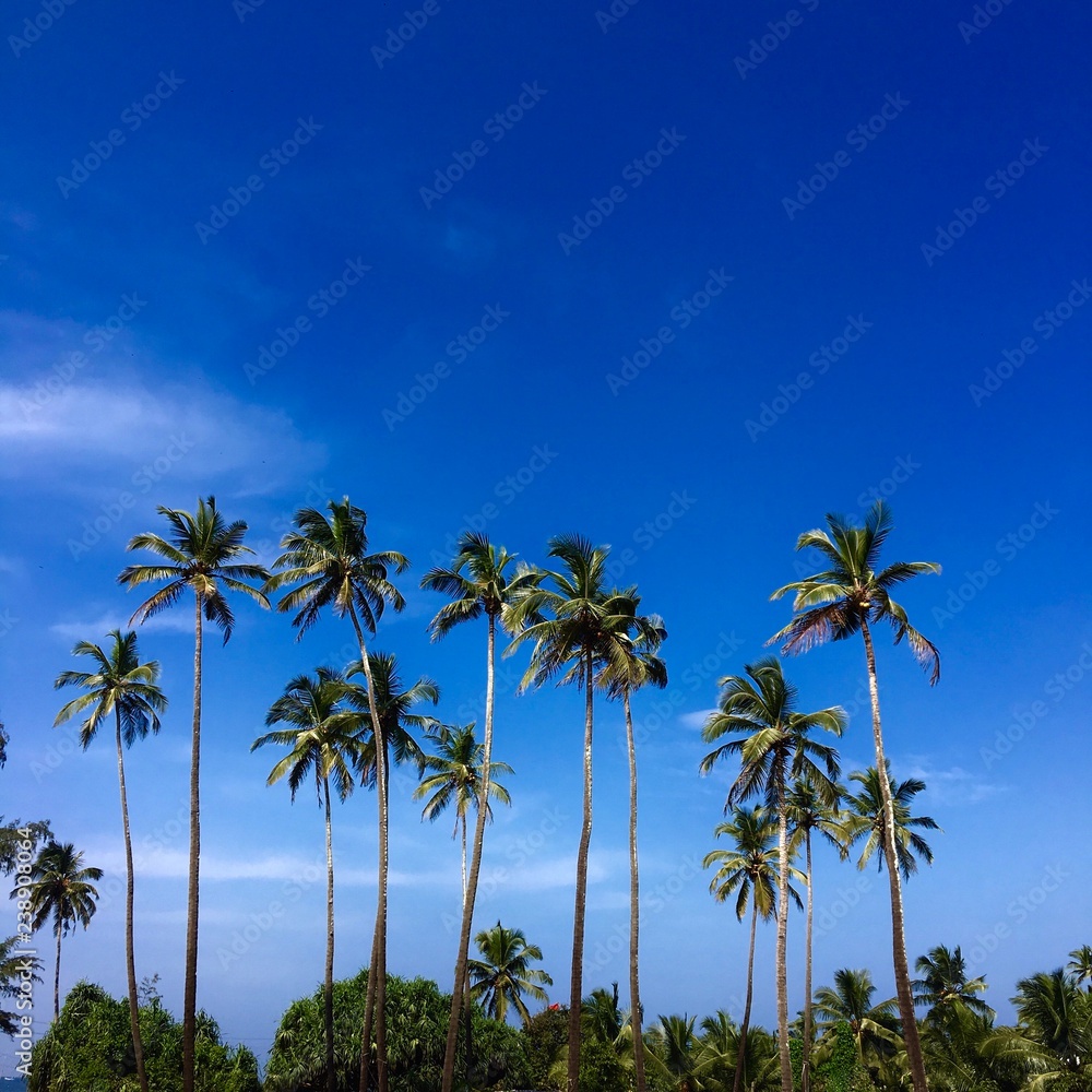  slender palms. blue sky bright sky