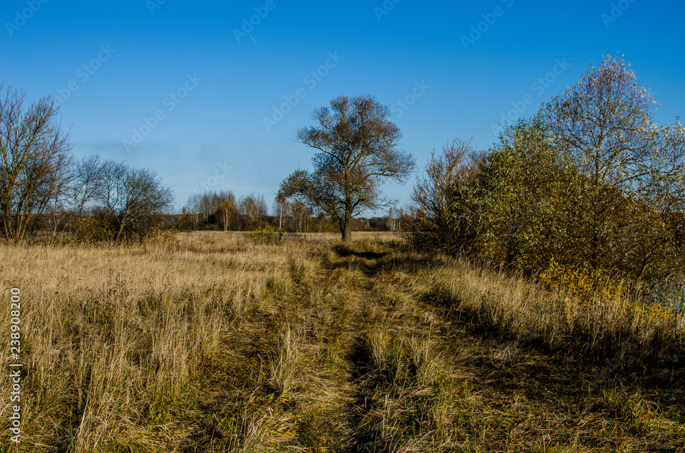 ree, field, meadow and forest - blue sky. Lonely tree on an overgrown meadow