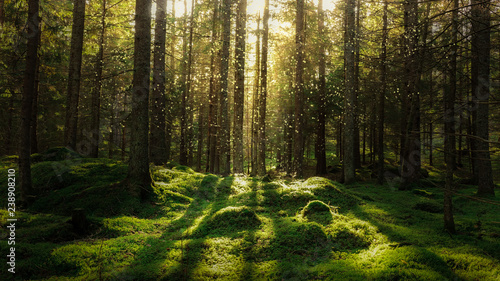 Magical fairytale forest. Coniferous forest covered of green moss. Mystic atmosphere. photo