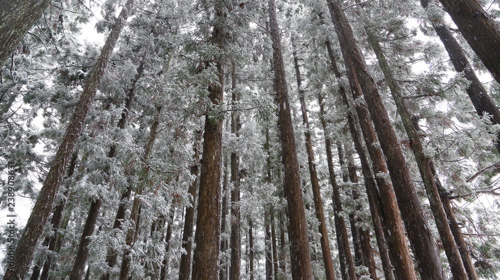Obraz premium 雪が積もったスギの林