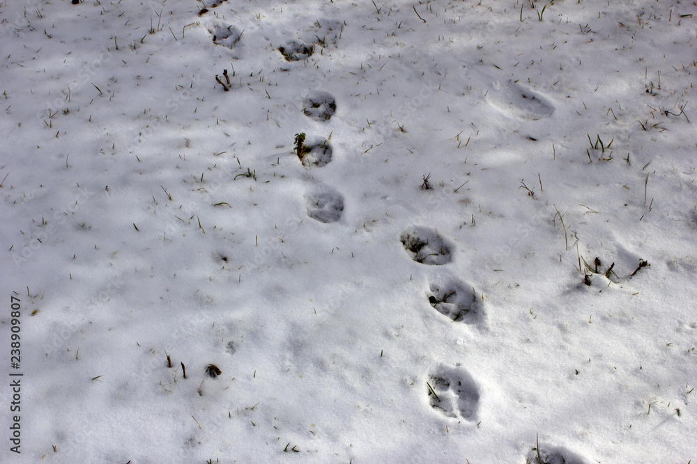 Fototapeta premium Traces of wild animals in the snow in the forest. The wolf left traces in the snowy forest. Animals in the wild.
