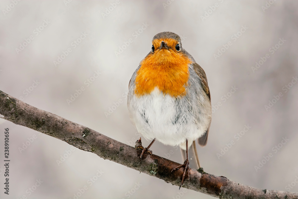 Fototapeta premium European robin (Erithacus rubecula) tweeting on a tree branch in garden.