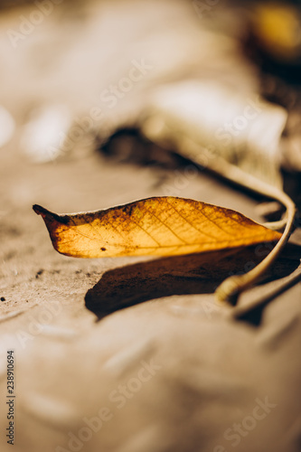 Autumn leaf on the ground in the sunlight