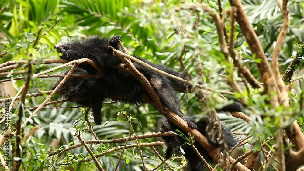Binturong sleeping on The tree in Chiangmai Thailand
Binturong sleeping on The tree in Chiangmai Thailand