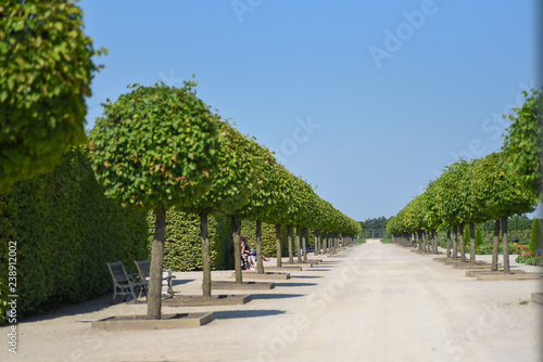 Alley of trimmed trees