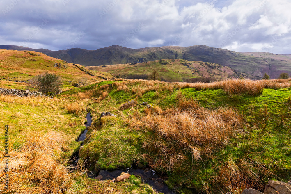 Cytisus oromediterraneus flowering bushes with their yellow flowers along the road in the British Lake District; Windermere, United Kingdom