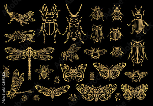 Big hand drawn golden line set of insects bugs, beetles, honey bees, butterfly, moth, bumblebee, wasp, dragonfly, grasshopper. Silhouette vintage gold silver sketch style vector illustration