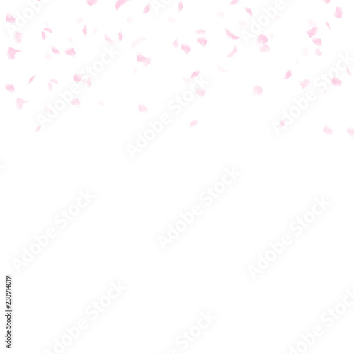 Sakura petals scatter falling, watercolor ink artristic texture abstract background vector illustration