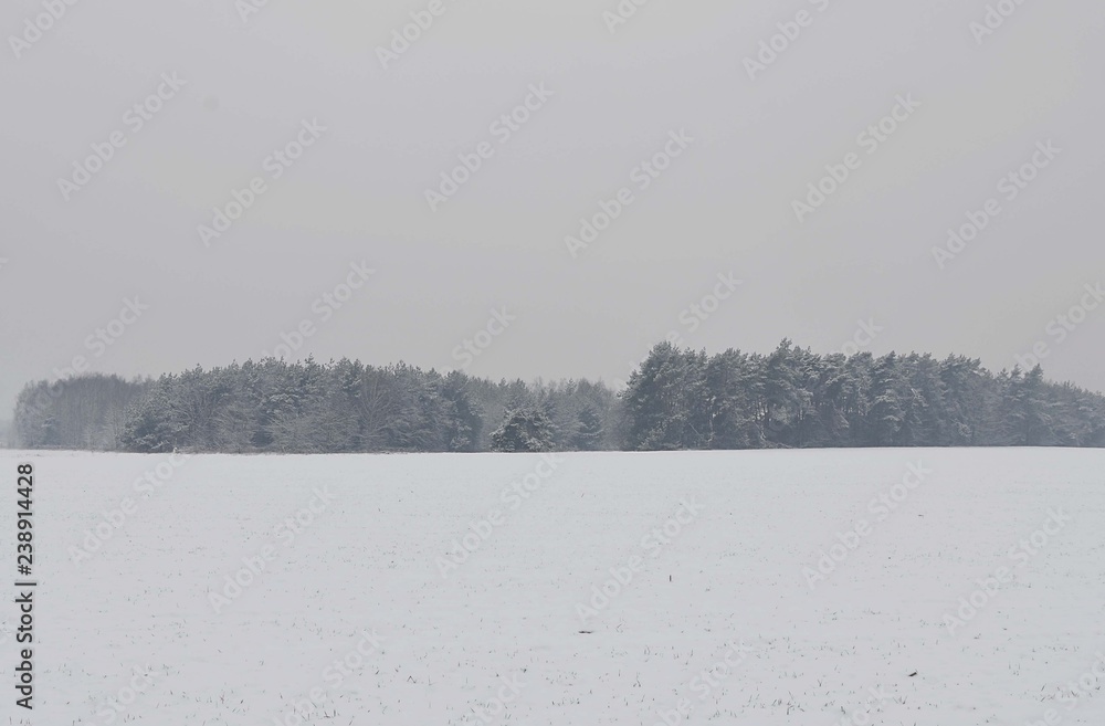 Zimowy lutowy poranek na ośnieżonych polach Zimowy lutowy poranek na ośnieżonych polach