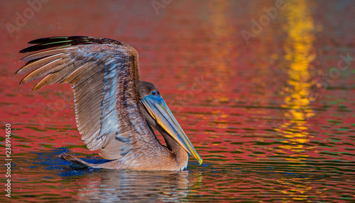 Brilliant Pelican