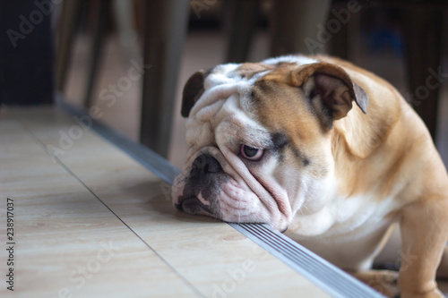 French Bulldog feeling bored, close up. Little dog with sad face.