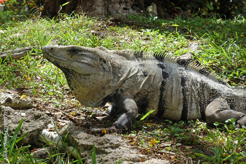 Leguan auf Cozumel, Mexiko photo